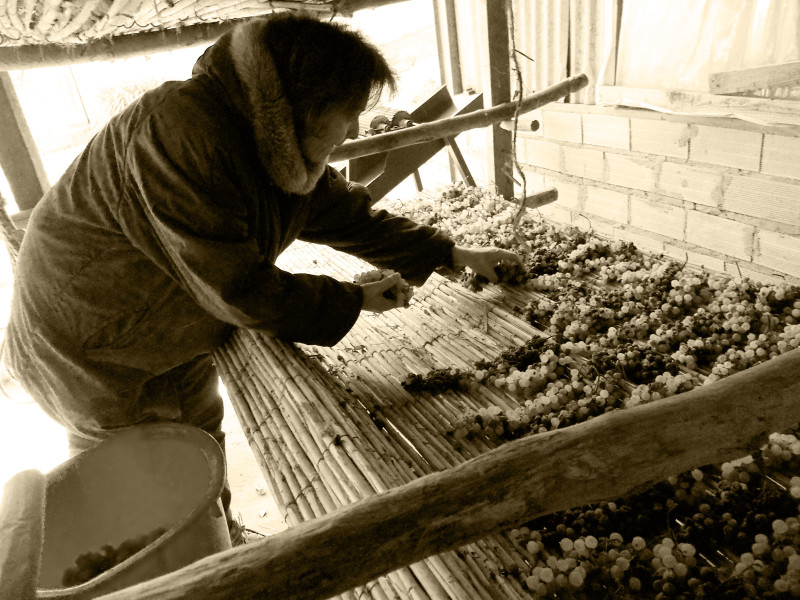 Preparazione uva per vinsanto